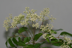 Trichilia connaroides